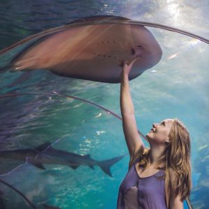 Dubai Aquarium & Underwater Zoo - Ray Encounter Experiences